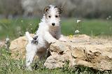 FOX TERRIER 304